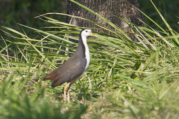 White-breasted Waterhen