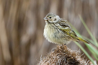 White-bridled Finch (female)