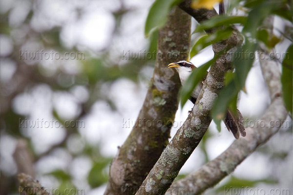 White-browed Scimitar-Babbler