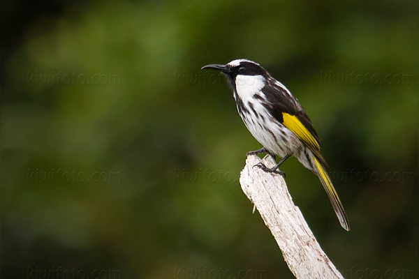 White-cheeked Honeyeater