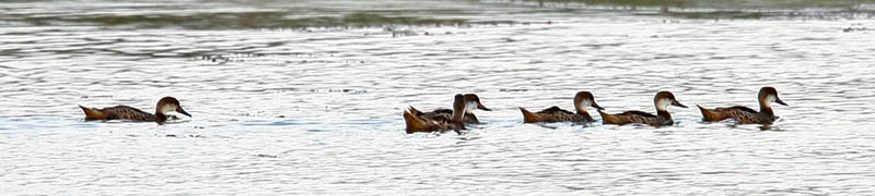 White-cheeked Pintail (A. b. galapagensis)