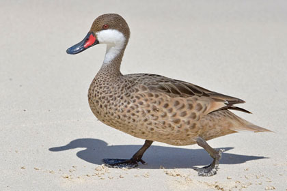 White-cheeked Pintail Photo @ Kiwifoto.com