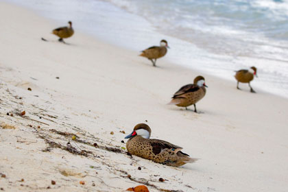 White-cheeked Pintail Picture @ Kiwifoto.com