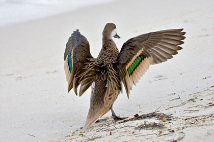 White-cheeked Pintail Photo @ Kiwifoto.com