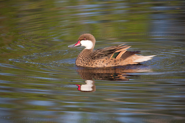 White-cheeked Pintail (A. b. bahamensis)