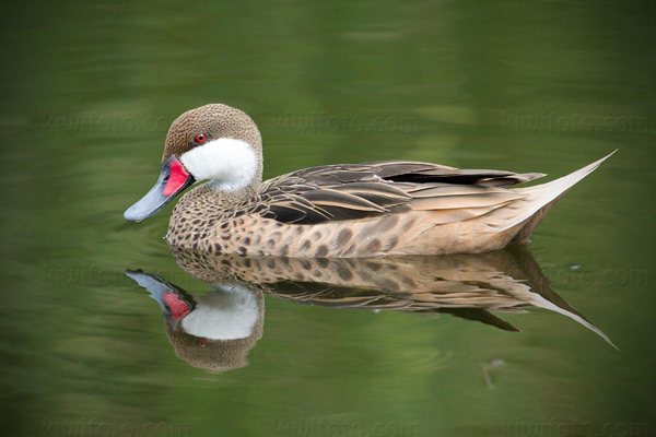 White-cheeked Pintail