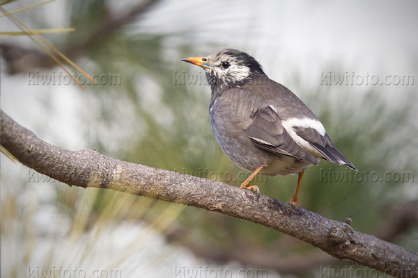 White-cheeked Starling