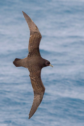 White-chinned Petrel Image @ Kiwifoto.com