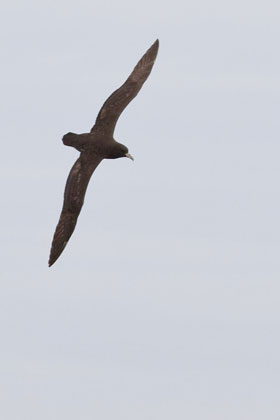 White-chinned Petrel Image @ Kiwifoto.com