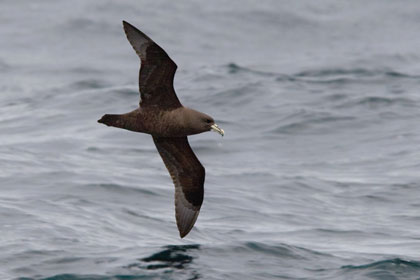 White-chinned Petrel Image @ Kiwifoto.com