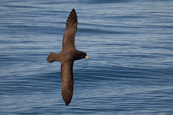 White-chinned Petrel Photo @ Kiwifoto.com