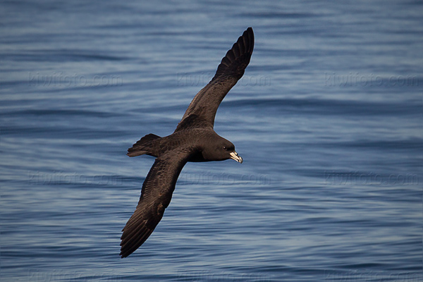 White-chinned Petrel