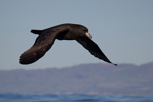 White-chinned Petrel Image @ Kiwifoto.com