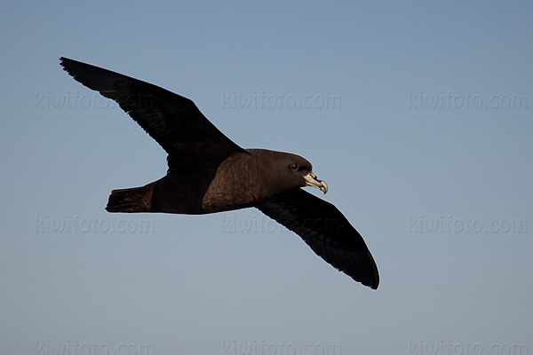 White-chinned Petrel Photo @ Kiwifoto.com