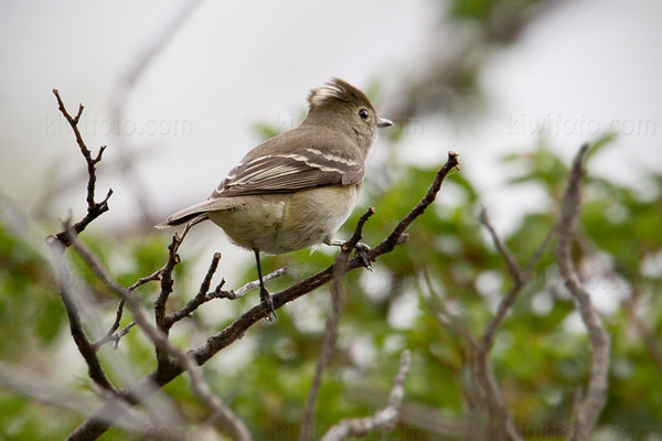 White-crested Elaenia