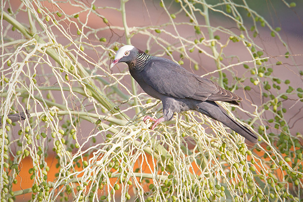 White-crowned-pigeon Image @ Kiwifoto.com