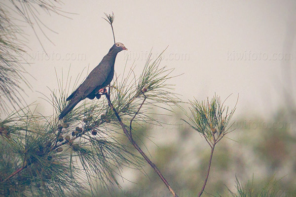 White-crowned-pigeon Image @ Kiwifoto.com