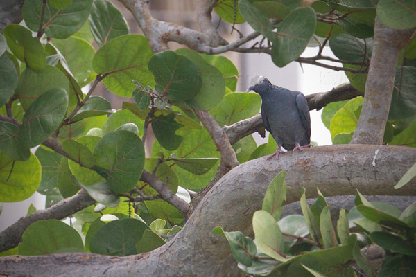 White-crowned-pigeon Image @ Kiwifoto.com