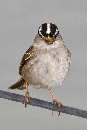 White-crowned Sparrow Picture @ Kiwifoto.com