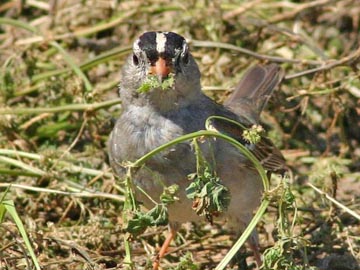 White-crowned Sparrow Picture @ Kiwifoto.com