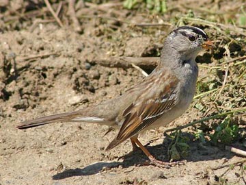 White-crowned Sparrow Image @ Kiwifoto.com
