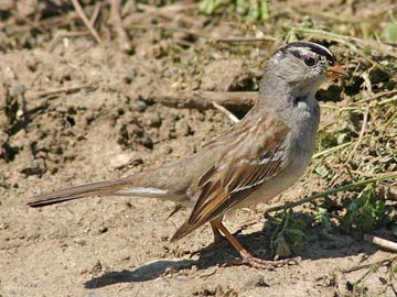 White-crowned Sparrow Picture @ Kiwifoto.com