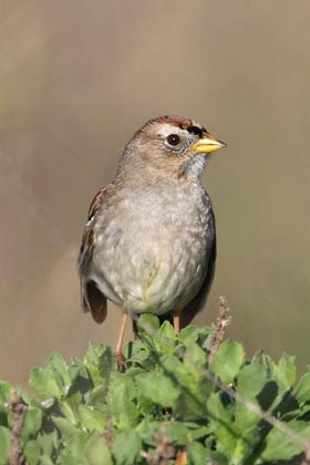 White-crowned Sparrow Picture @ Kiwifoto.com