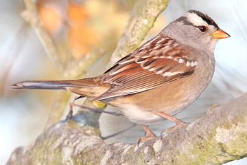 White-crowned Sparrow Image @ Kiwifoto.com