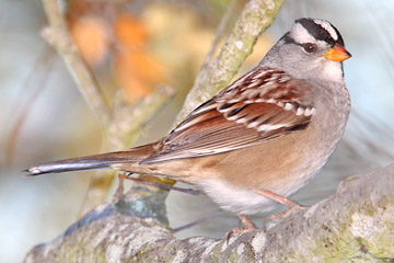 White-crowned Sparrow Picture @ Kiwifoto.com