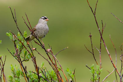 White-crowned Sparrow (Z.l. leucophrys)