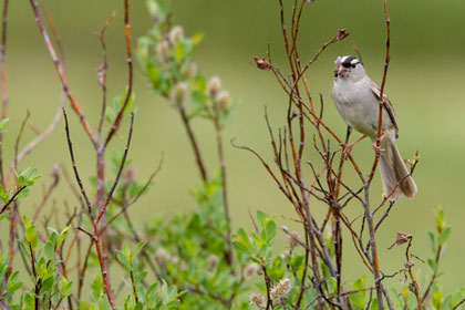 White-crowned Sparrow (Z.l. leucophrys)