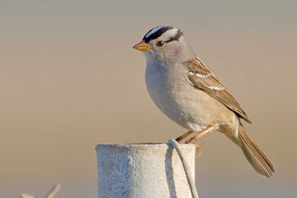 White-crowned Sparrow (Z.l. gambelii)