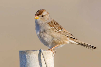 White-crowned Sparrow (Z.l. gambelii)