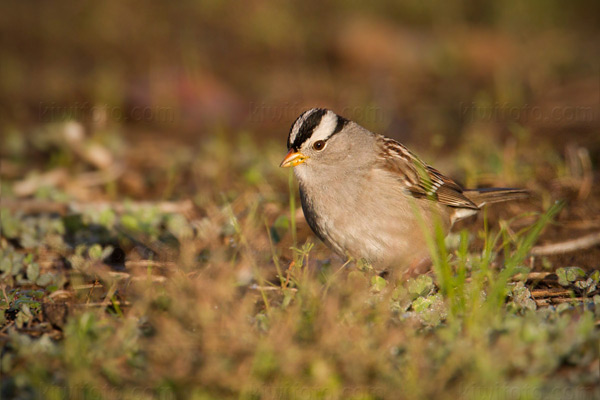 White-crowned Sparrow Photo @ Kiwifoto.com