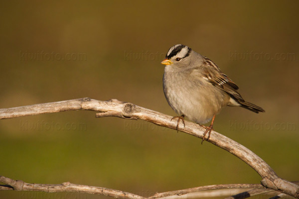 White-crowned Sparrow Picture @ Kiwifoto.com