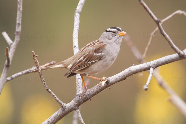 White-crowned Sparrow Photo @ Kiwifoto.com