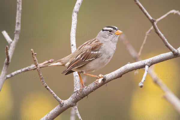 White-crowned Sparrow Image @ Kiwifoto.com