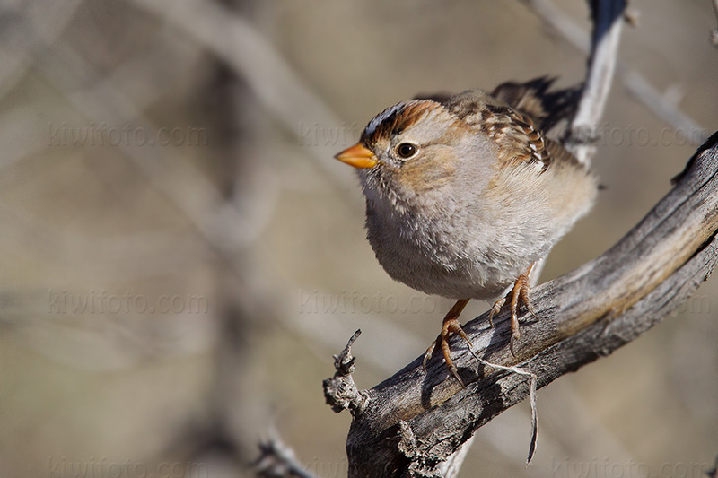 White-crowned Sparrow (juvenile)