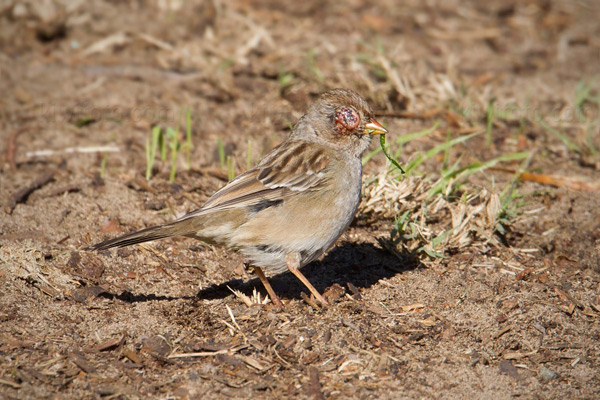 White-crowned Sparrow Image @ Kiwifoto.com