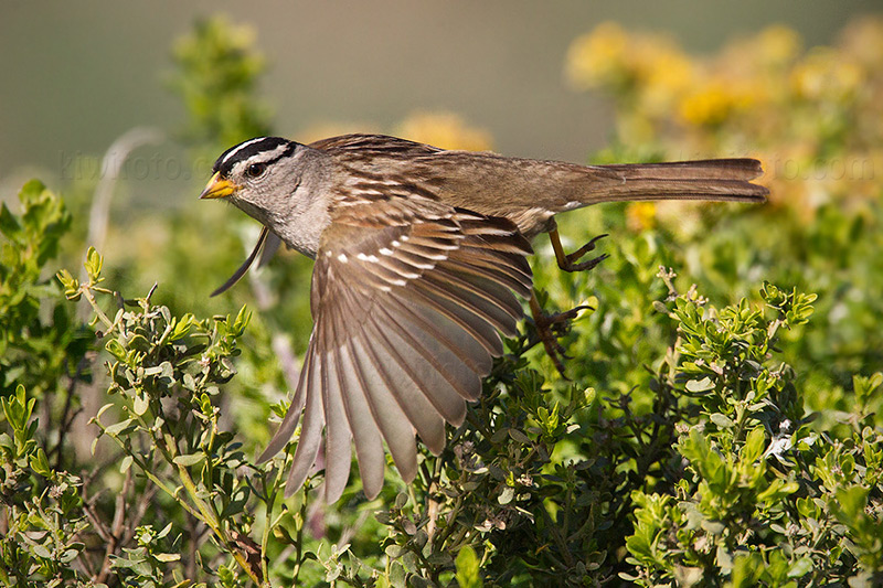 White-crowned Sparrow (Z.l. nuttalli)