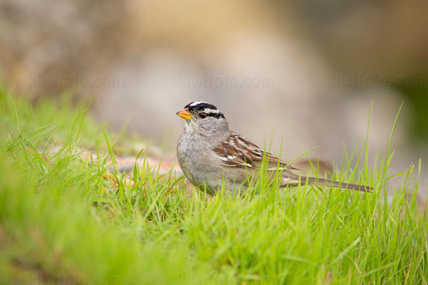 White-crowned Sparrow Image @ Kiwifoto.com