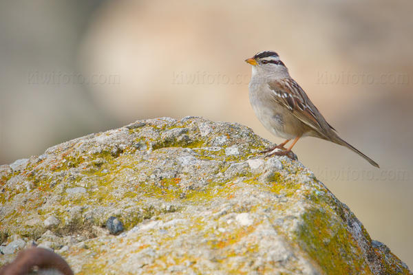 White-crowned Sparrow Photo @ Kiwifoto.com