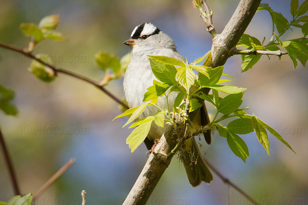 White-crowned Sparrow (Z.l. leucophrys)