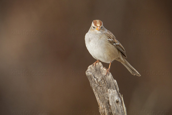 White-crowned Sparrow Image @ Kiwifoto.com