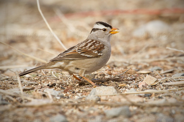 White-crowned Sparrow Image @ Kiwifoto.com