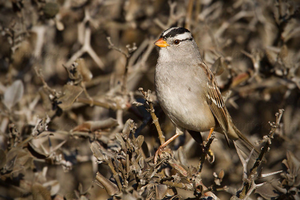 White-crowned Sparrow (Z.l. gambelii)