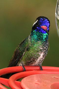 White-eared Hummingbird Image @ Kiwifoto.com