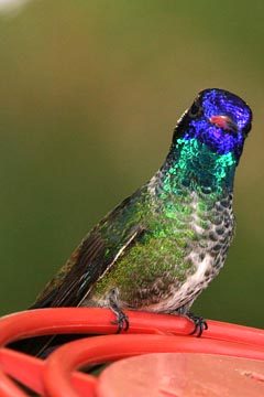 White-eared Hummingbird Photo @ Kiwifoto.com