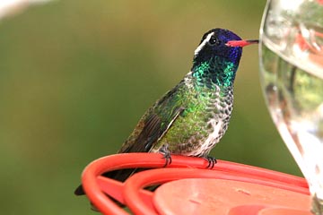 White-eared Hummingbird Image @ Kiwifoto.com