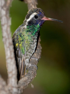 White-eared Hummingbird